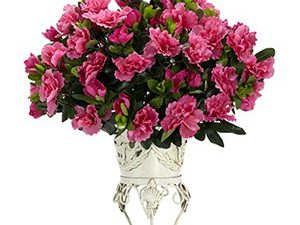 Azaleas