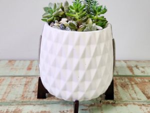 Happy Little Plants
